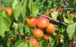 Костинский