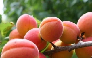 Краснощокий