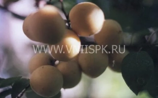 Абрикосы на ветке, сайт www.vkuspk.ru - Куйбышевский юбилейный