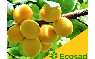 Мелитопольский поздний