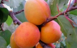 Мелитопольский ранний