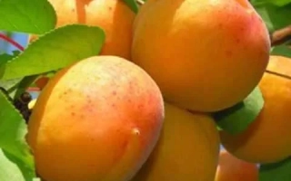 Мелытопольський 12908