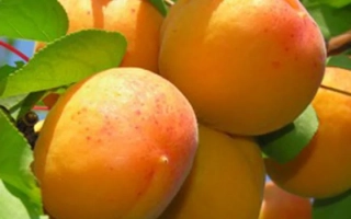 Наслаждение