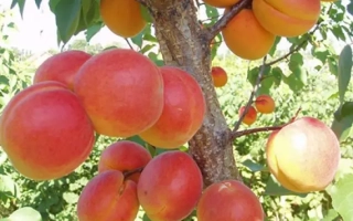 Пам'ять Кащенка