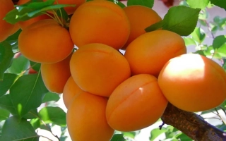 Полесский крупноплидный