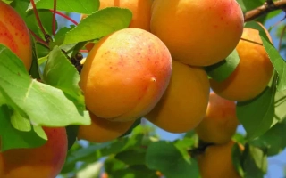 Приусадебный