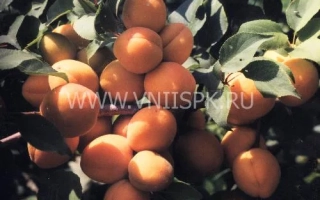 Сочные абрикосы на ветке с листьями - Саянский