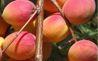 Саратовский Рубин