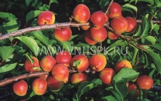 Сочные абрикосы на ветке - Северное Сияние