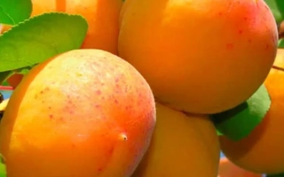 Тащенакський