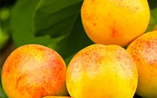 Ювилейний Федченковои