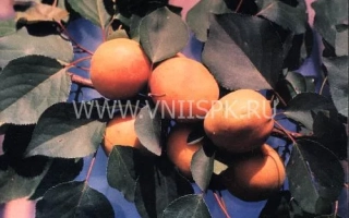 Абрикосы на ветке - Восточно-Сибирский