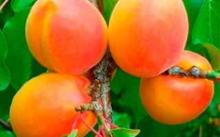 Вондер Кот 1