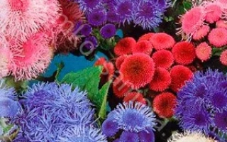 Весенние Капели