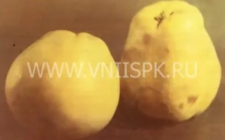 Два плода айвы на деревянной поверхности - Кубанская