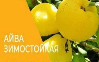 Желтые плоды айвы зимостойкой Академическая на ветке - Академична