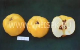 Три плода айвы Анжерская на тёмном фоне, один разрезан пополам