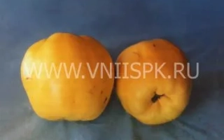 Два желтых плода айвы на синем фоне - Аврора