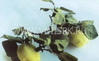Сорт айвы Буйнакская крупноплодная на ветке с плодами