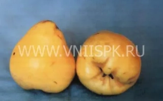 Два плода айвы на синем фоне - Каунчи-10