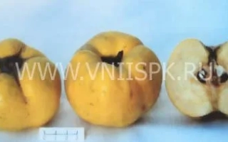 Три плода айвы желтого цвета на белом фоне - Коллективная