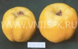 Два плода айвы Краснослободская на тёмном фоне с водяным знаком сайта