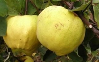 Желтые плоды айвы на ветке - КРЫМСКАЯ РАННЯЯ