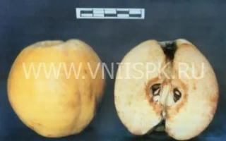 Желтый плод айвы с разрезом, показывающим внутреннюю структуру - Мускатная