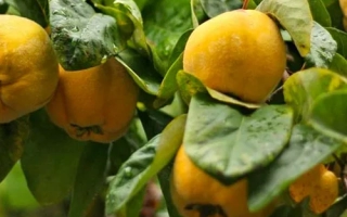 Спелые плоды айвы на ветке с зелёными листьями - НОВОГОДНЯЯ