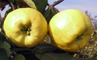 Два желтых плода айвы на ветке с листьями - НОВОРИЧНА