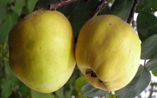 Два плода айвы на ветке - Октябрина