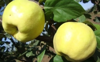 Два жёлтых плода айвы на ветке с зелёными листьями - ОСЕННИЙ СУВЕНИР