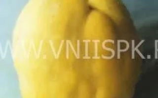 Желтый плод айвы на синем фоне - Румо