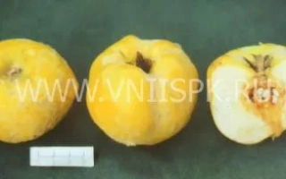 Три плода айвы Тепловская: два целых и один разрезанный пополам, демонстрирующий внутреннюю структуру.