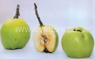 Зелёные плоды айвы с разрезанным плодом в центре, на белом фоне - Враниска Дания