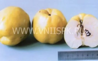 Три плода айвы: два целых и один разрезанный пополам, рядом линейка. - Золотистая