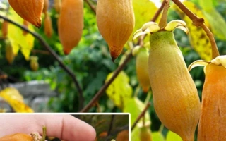 Абрикосовая