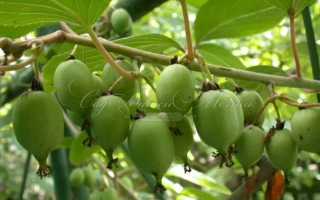 Фантазия Садов