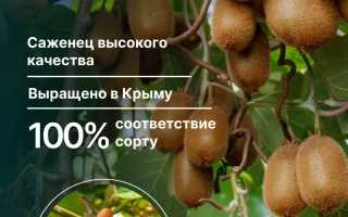 Пакет семян киви Карпат Стратона Валентайн с изображением плодов и веток