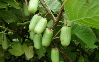 Зеленые плоды актинидии на ветке с листьями - КИВАЛЬДИ