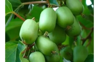 Зеленые плоды актинидии на ветке - Ласунка