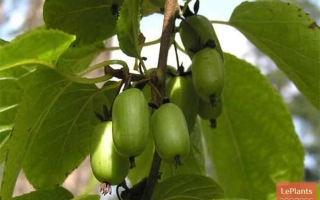 Мармеладка