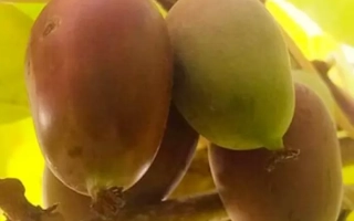 Киви на ветке с листьями на фоне - /Надия/