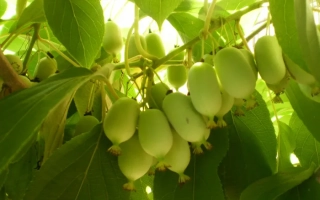 Незнакомка