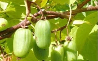 ACTINIDIA KOLOMICTA 'MEMORIAL OF KOLBASINA'