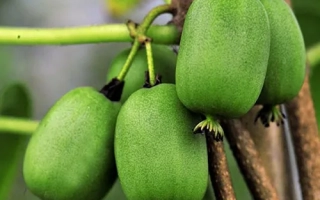 Зеленые плоды актинидии на ветви - Перлина саду