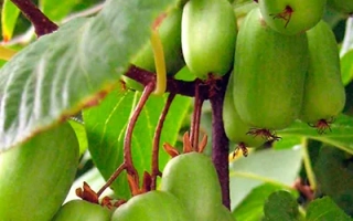 Прелестная