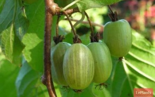 Приморская