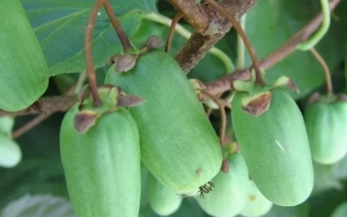 Приусадебная