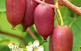 Красные плоды актинидии на ветке с белыми цветами - Рубинова